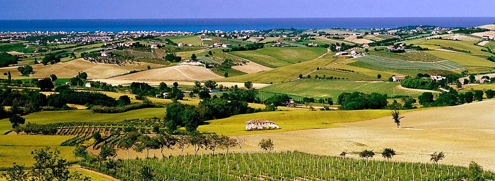 Ampio panorama delle colline di Rimini: file di viti, campi a mosaico, un caratteristico casale rurale e sullo sfondo l’azzurro del mare Adriatico, simbolo dell’entroterra romagnolo vocato al Sangiovese e alle eccellenze agro-alimentari.